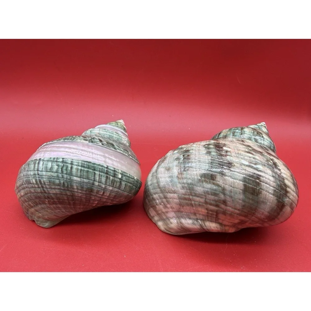 Polished Jade Turbo Shell with Pearlized Stripe Shell 3.75